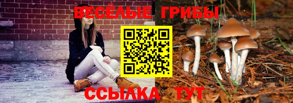 Псилоцибиновые грибы Psilocybe Ступино